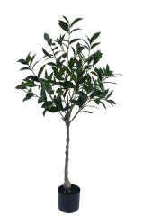 Bay Laurel Potted Plant