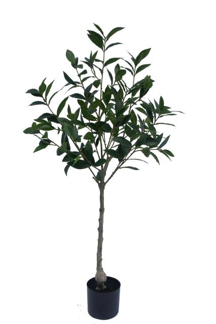Bay Laurel Potted Plant