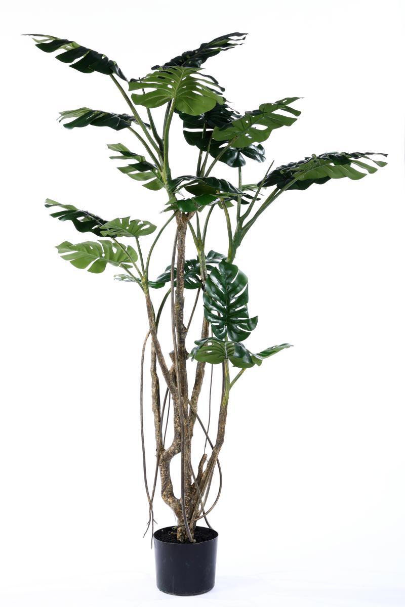 Monstera Deliciosa Potted Plant
