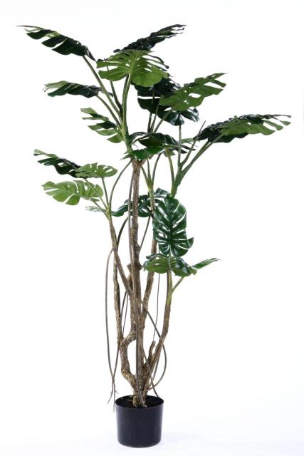 Monstera Deliciosa Potted Plant