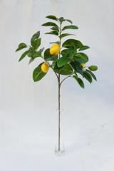 Lemon Fruit Single Stem