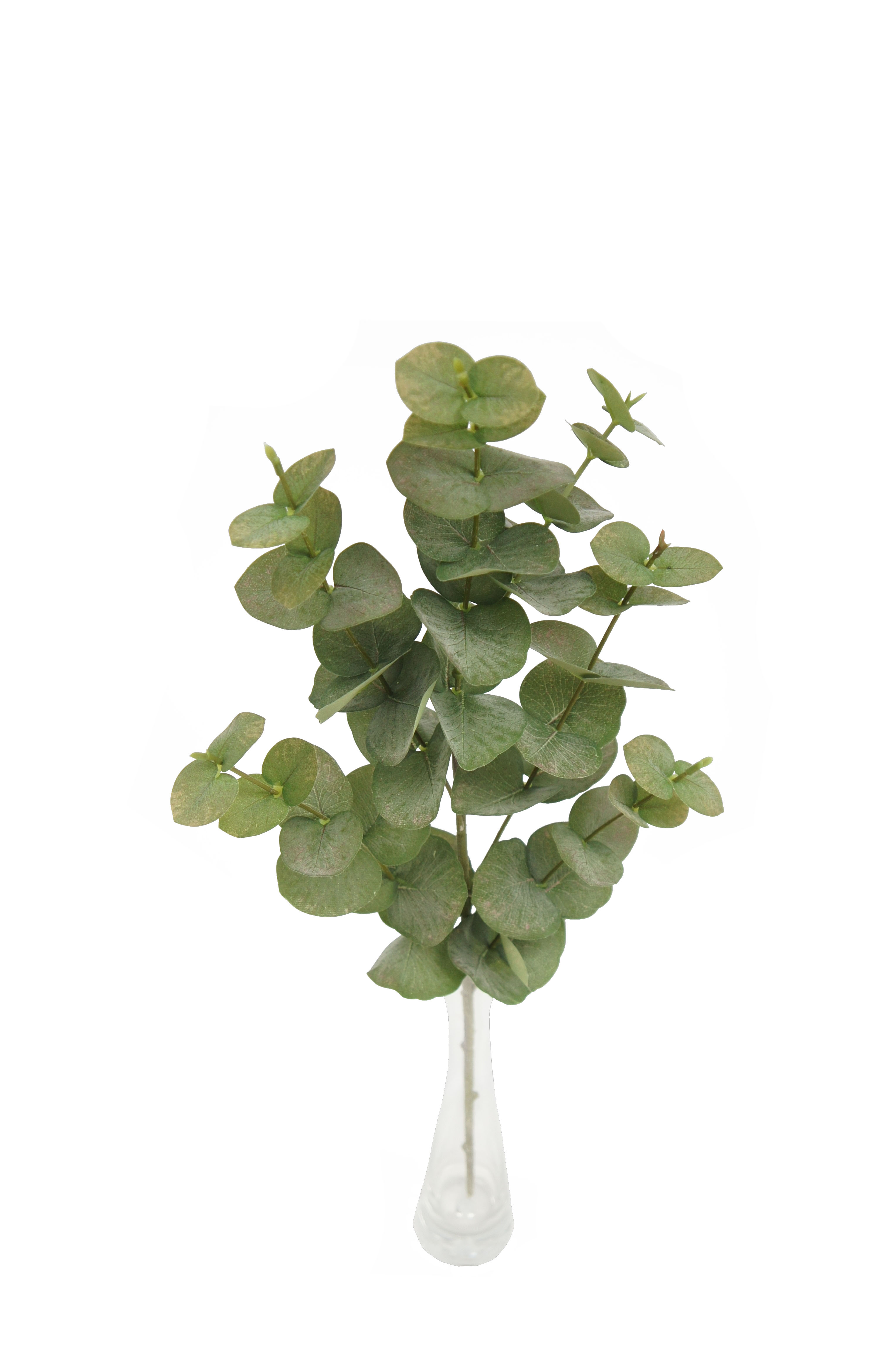 Eucalyptus Single Stem