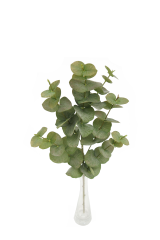 Eucalyptus Single Stem