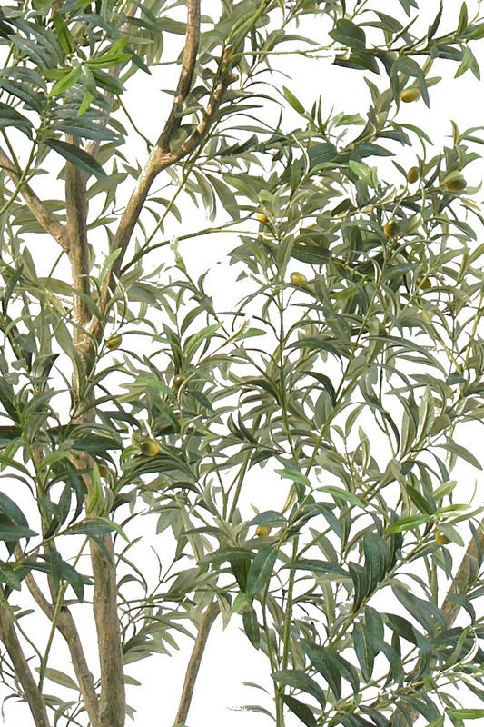 Olive Tree Potted Plant