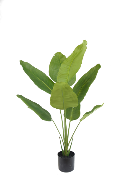 Traveler's Palm Potted Plant