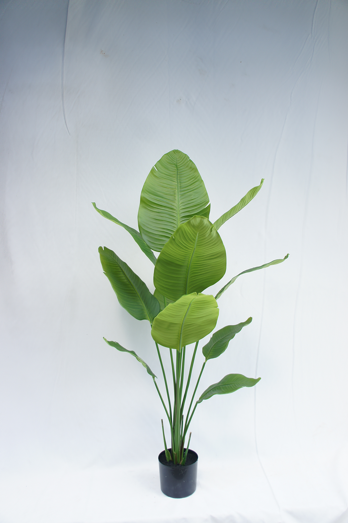 Traveler's Palm Potted Plant