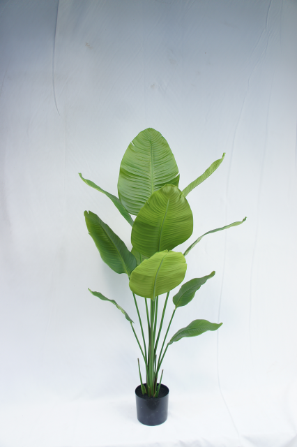 Traveler's Palm Potted Plant