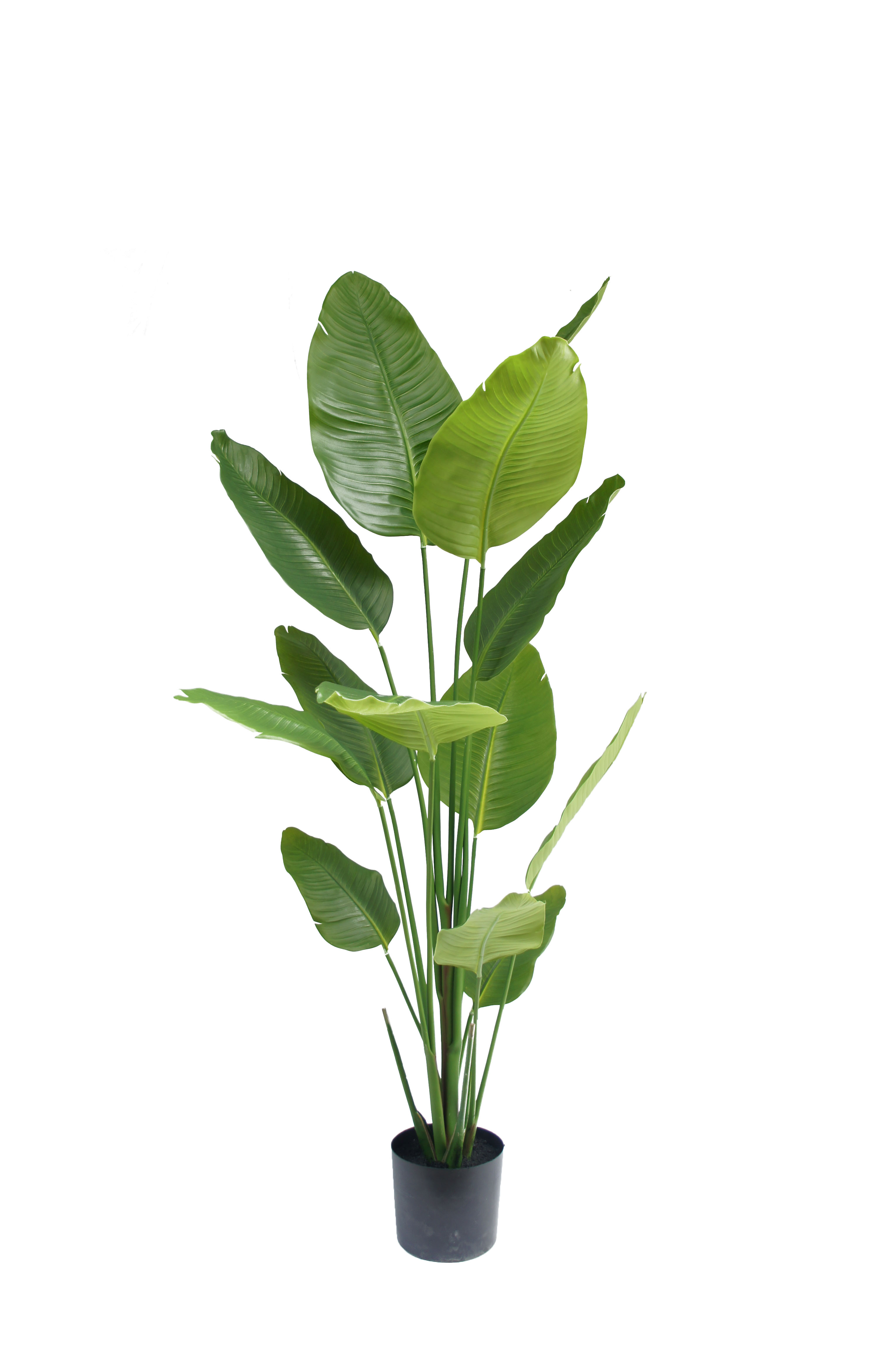 Traveler's Palm Potted Plant