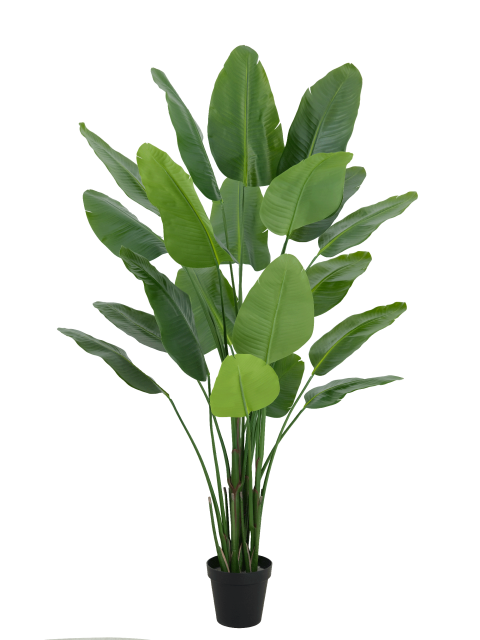 Traveler's Palm Potted Plant