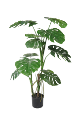 Monstera Deliciosa Potted Plant