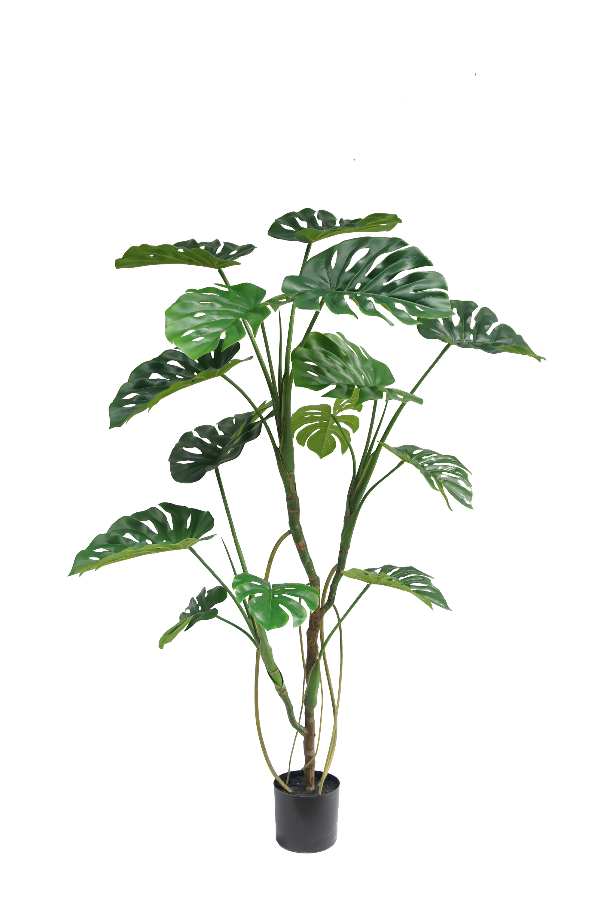 Monstera Deliciosa Potted Plant