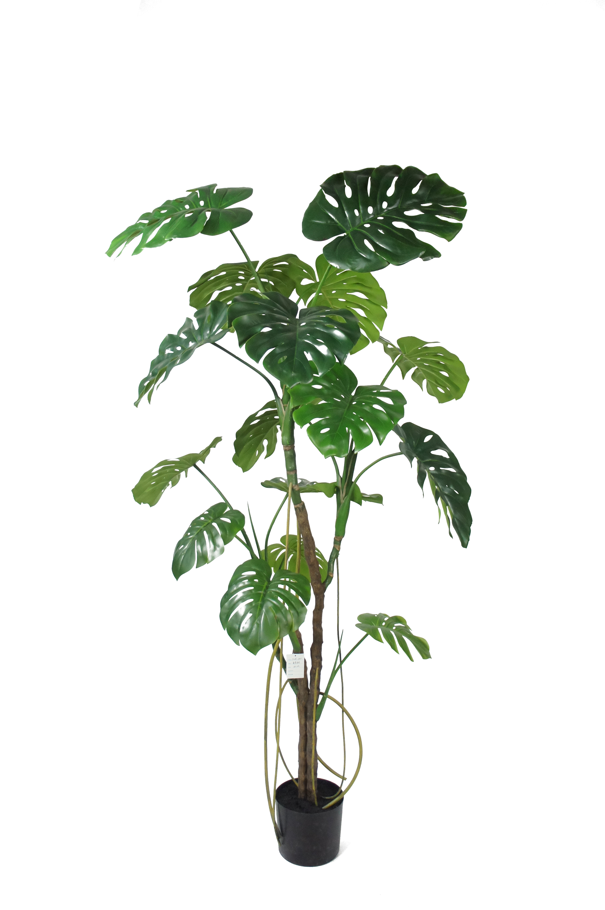 Monstera Deliciosa Potted Plant