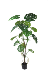 Monstera Deliciosa Potted Plant