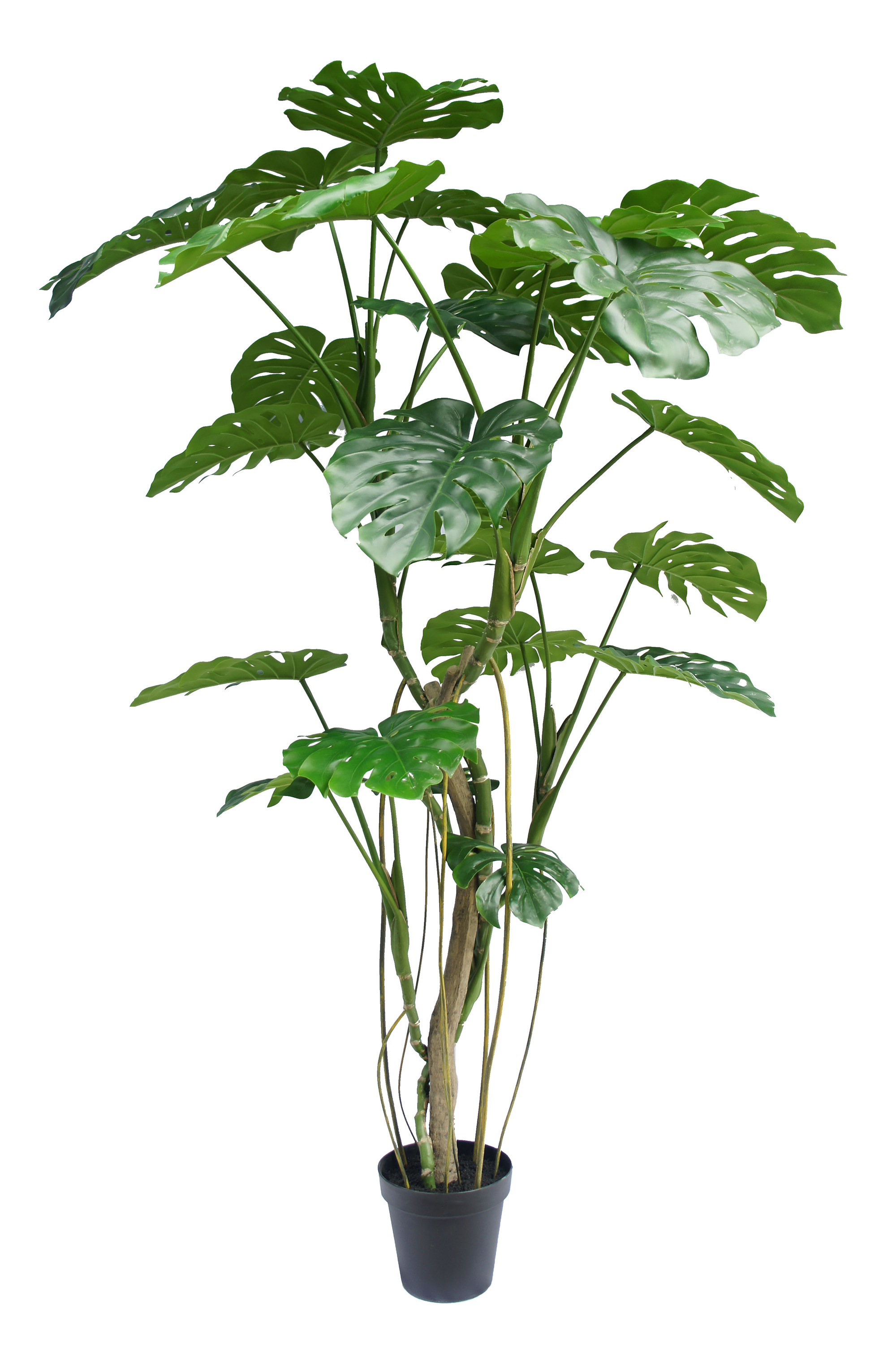 Monstera Deliciosa Potted Plant
