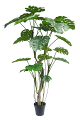 Monstera Deliciosa Potted Plant