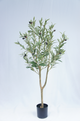 Olive Tree Potted Plant