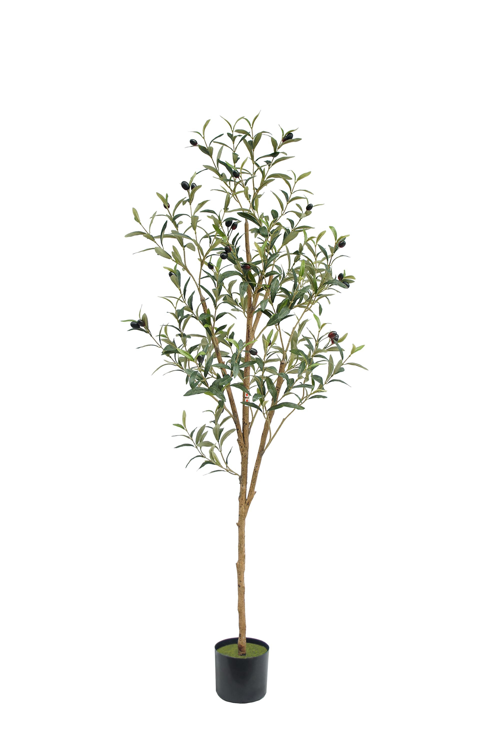 Olive Tree Potted Plant