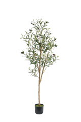 Olive Tree Potted Plant