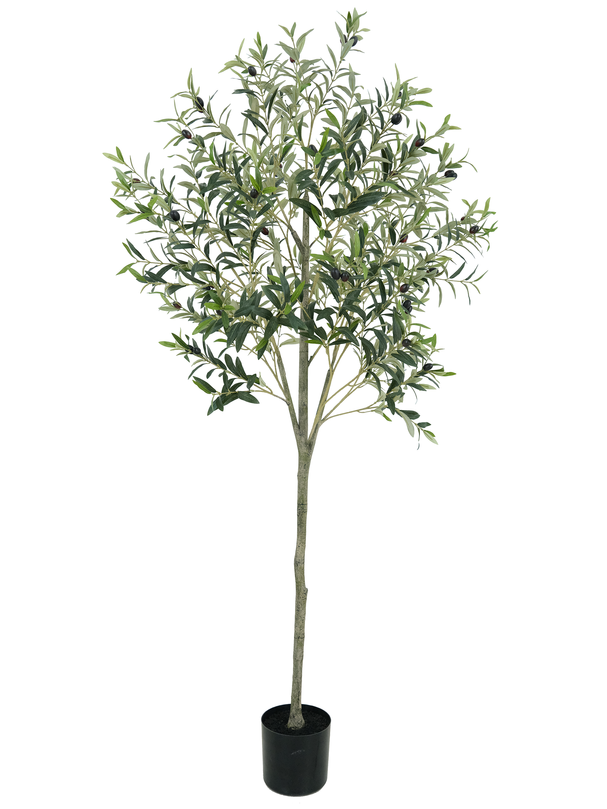 Olive Tree Potted Plant