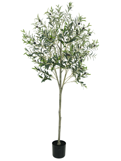 Olive Tree Potted Plant