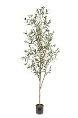 Olive Tree Potted Plant