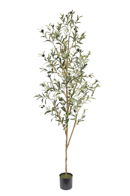 Olive Tree Potted Plant