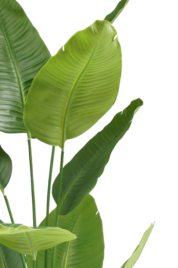 Traveler's Palm Potted Plant
