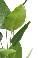 Traveler's Palm Potted Plant