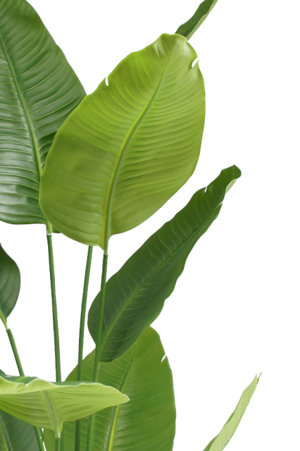 Traveler's Palm Potted Plant