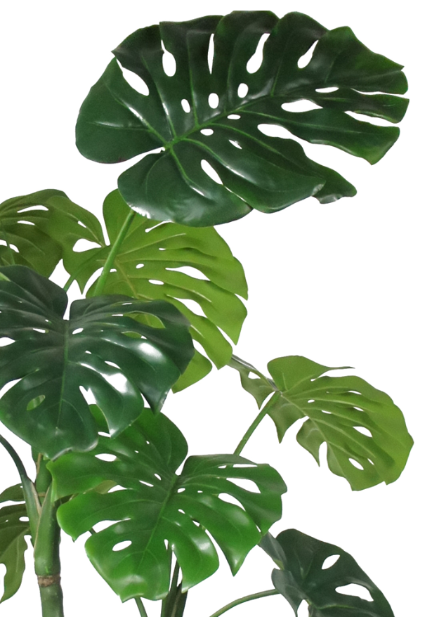 Monstera Deliciosa Potted Plant