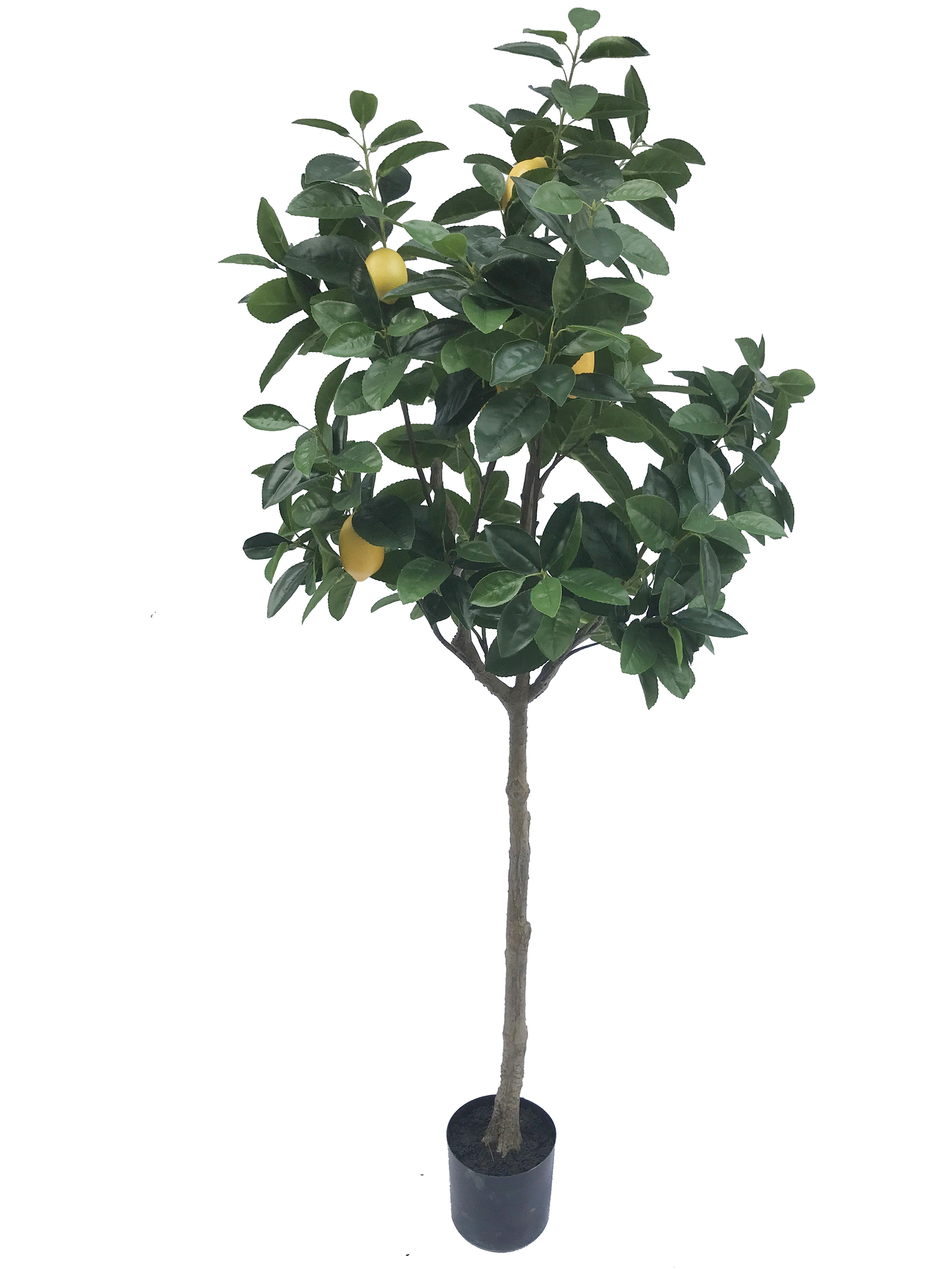 Lemon Fruit Potted Plant