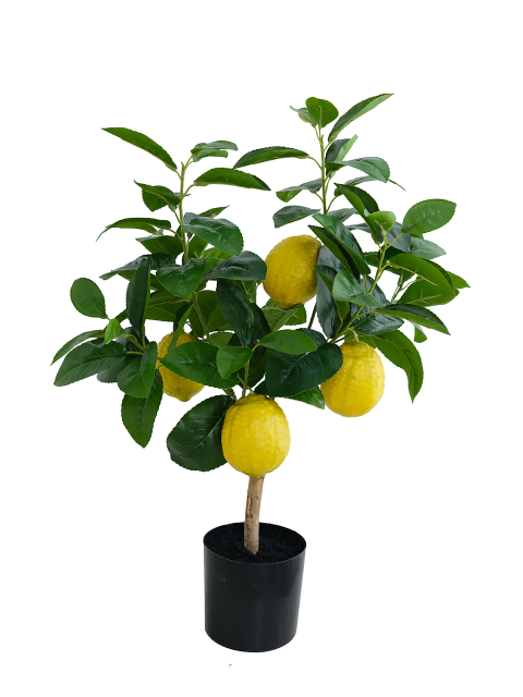 Lemon Fruit Potted Plant
