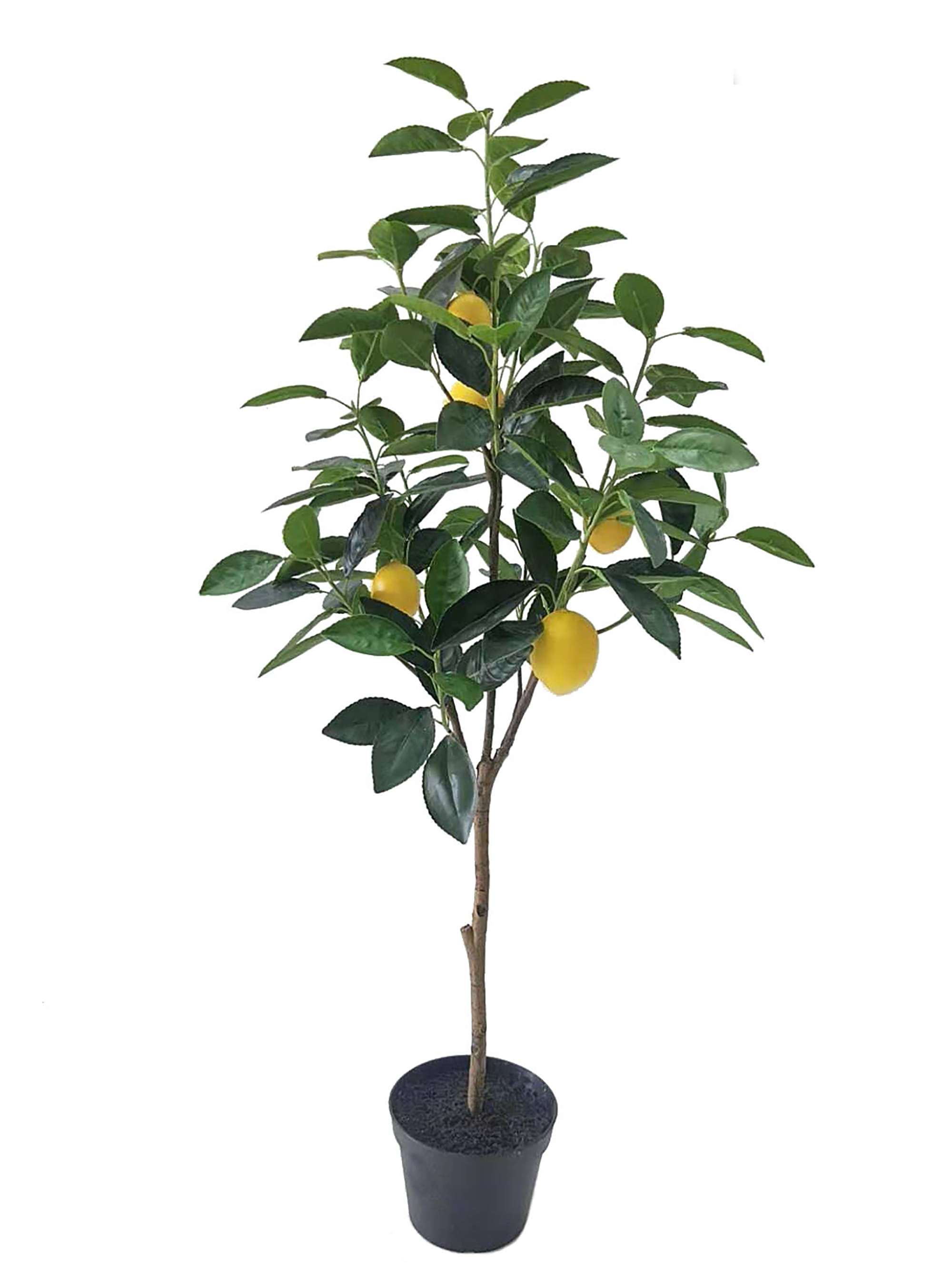 Lemon Fruit Potted Plant