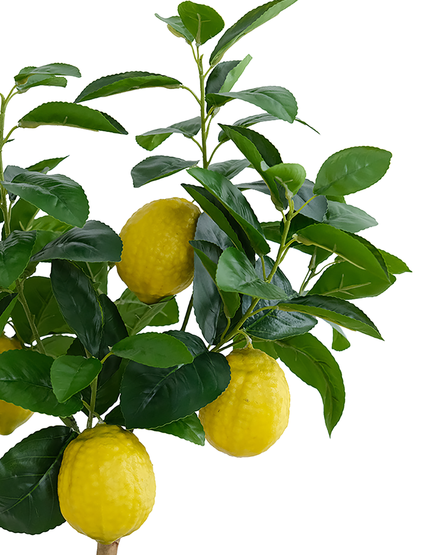 Lemon Fruit Potted Plant