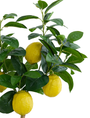 Lemon Fruit Potted Plant