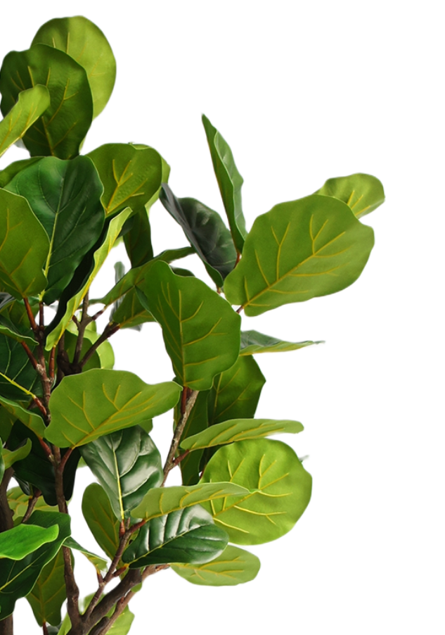 Fiddle Leaf Fig Potted Plant
