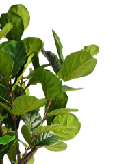 Fiddle Leaf Fig Potted Plant