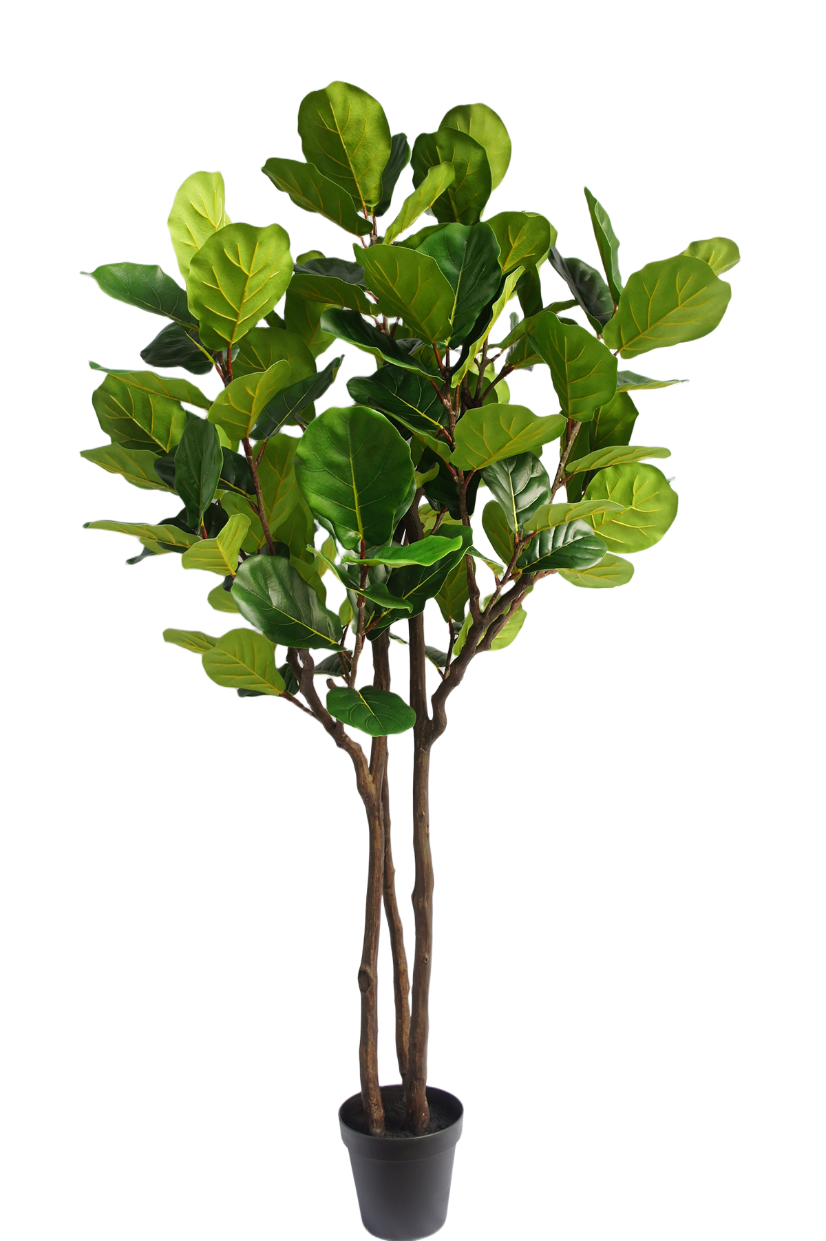 Fiddle Leaf Fig Potted Plant