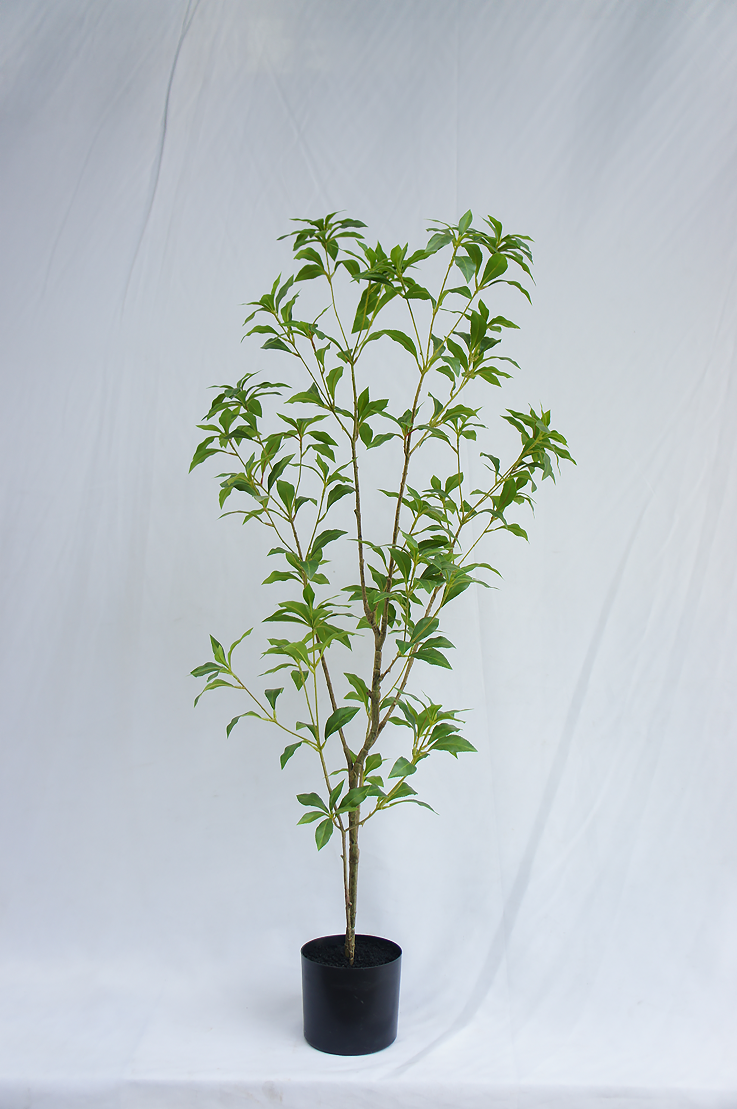 Japanese Pieris Potted Plant