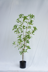 Japanese Pieris Potted Plant