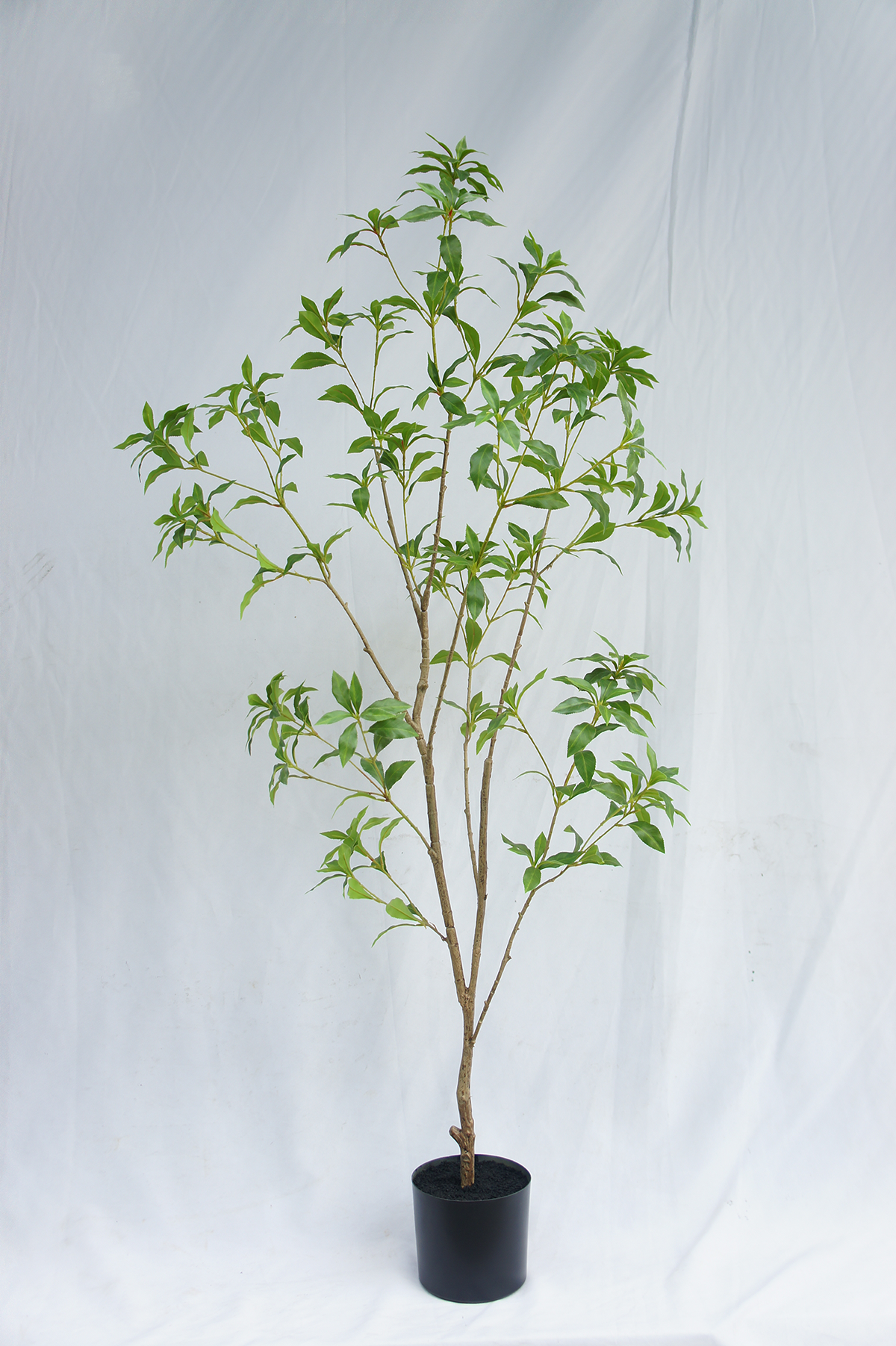 Japanese Pieris Potted Plant
