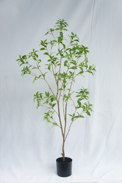 Japanese Pieris Potted Plant