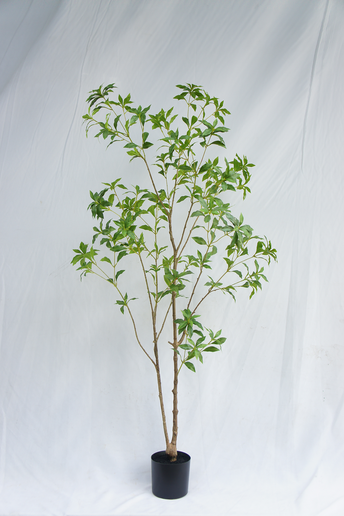 Japanese Pieris Potted Plant