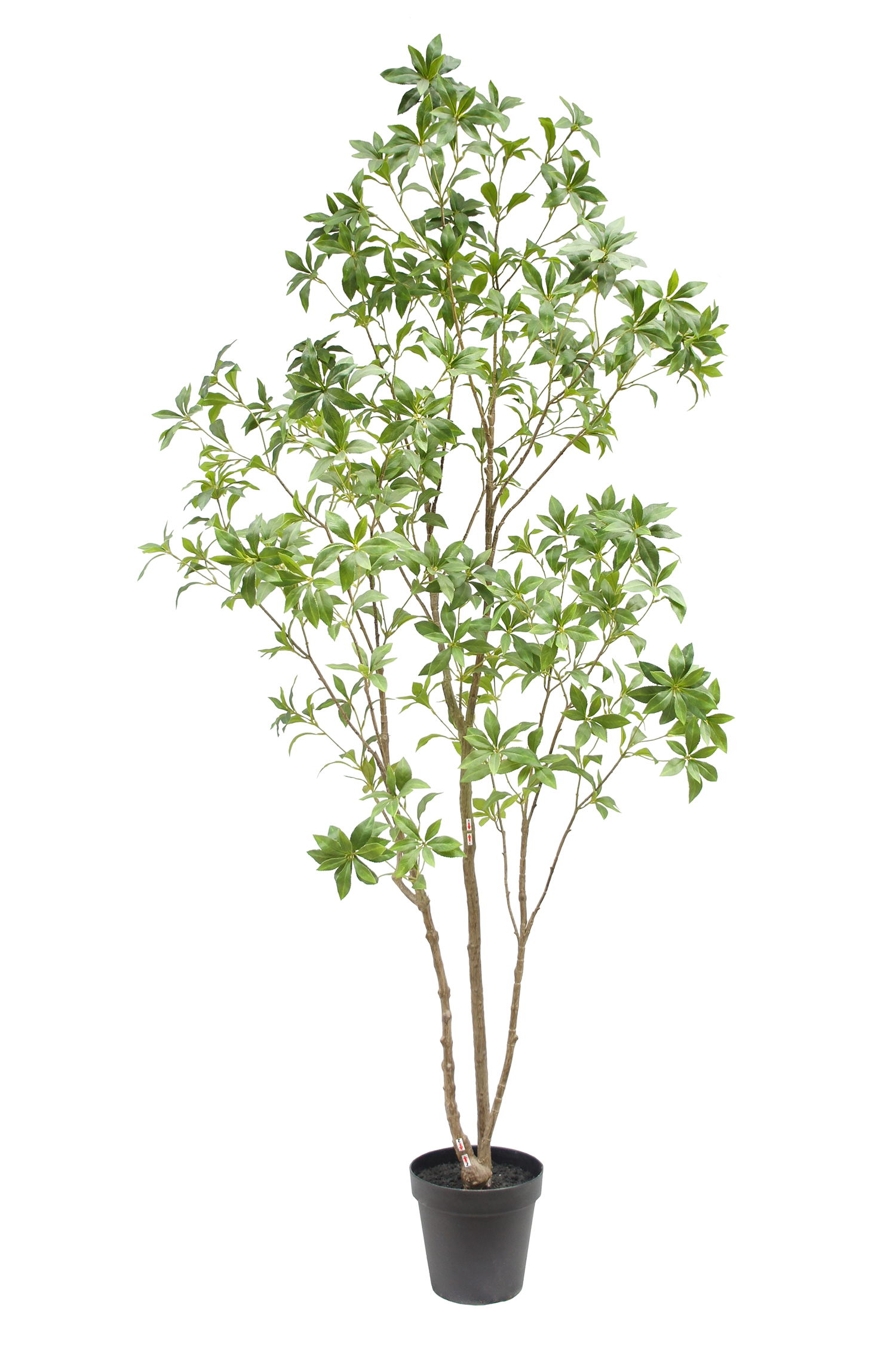 Japanese Pieris Potted Plant