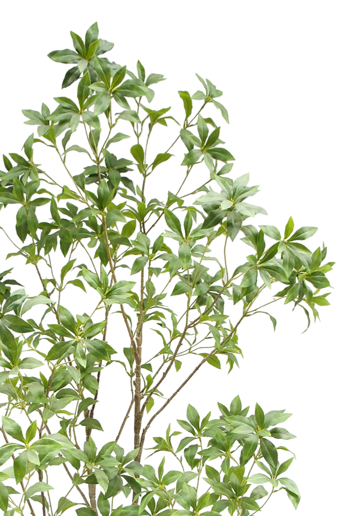 Japanese Pieris Potted Plant
