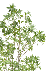 Japanese Pieris Potted Plant