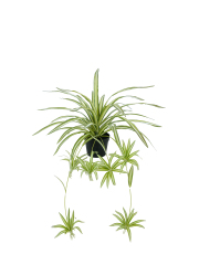 Artificial Spider Plant Potted Arrangement