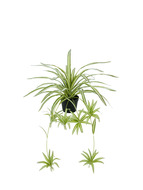 Artificial Spider Plant Potted Arrangement