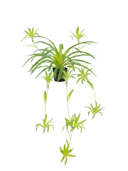 Artificial Spider Plant Potted Arrangement