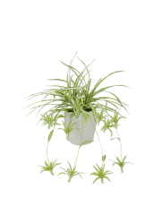 Artificial Spider Plant Potted Arrangement